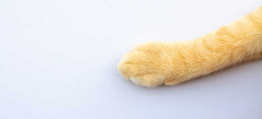 foot of ginger cat on white background