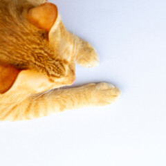 foot of ginger cat on white background