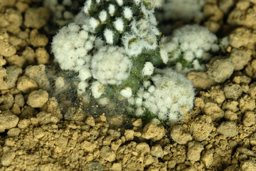 Close up Capiapoa tanuissima fungal infection at rocky ground desert soil