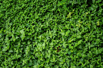 dark green wild weeds captured with crisp focus and sharp background detail.