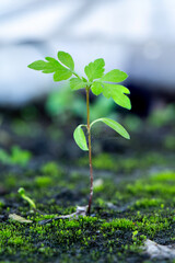 Young Plant in the Ground: Macro Shot with Selective Focus