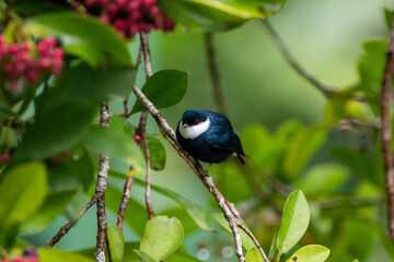 A White-ruffed Manakin in Costa Rica