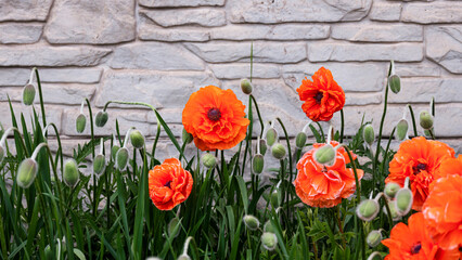 Red poppy flowers blooming in the garden