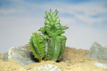 Close up Euphorbia Horrida monstrose on artificial habitat, live at rocky ground on desert with...