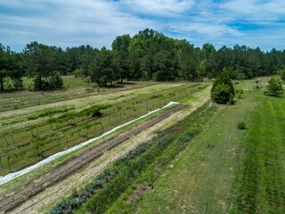 Aerial view of a vineyard and vegetable cropson an organic farm in Mt Vernon, Georgia, USA. The...