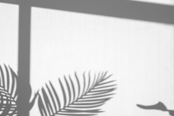 Palm leaf shadow and window shadow overlay effect,tropical leaves shadows isolated on transparent...