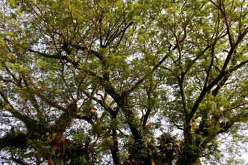 Obraz premium The rain tree or Albizia saman plant grows abundantly with cloudy sky in the morning as the background