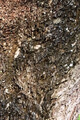 The trunk of the rain tree or albizia saman plant has a rough texture and is brown in color