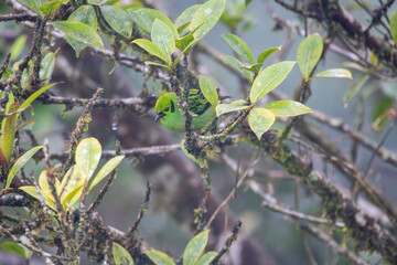 A Emerald Tanager in Costa Rica