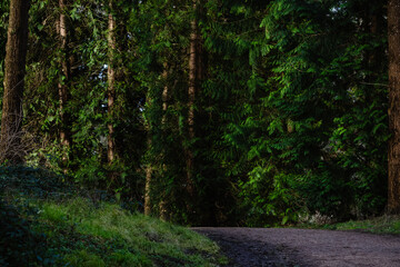 Obraz premium Serene forest pathway through a lush, green evergreen woodland offering natural tranquility and calm.