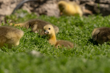 Adorable Goslings with Mother Goose in Spring Meadow