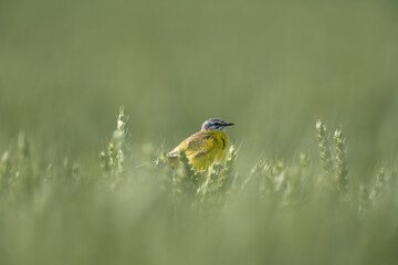 Yellow Wagtail in Grain Field – Motacilla flava on Agricultural Land
