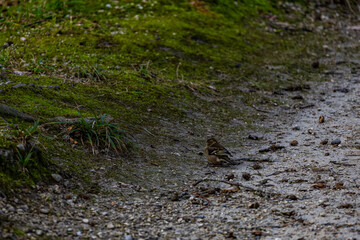 A small bird rests on a moss-covered path, surrounded by twigs and pebbles.