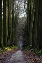 A tranquil forest path surrounded by tall trees, captured in soft winter light.