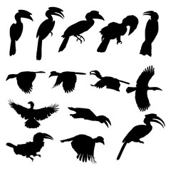 Set of hornbill bird animal silhouettes various styles, Hand drawn silhouette of hornbill, EPS10. Vector illustration