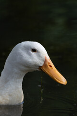 Close-up of a white duck with orange beak eating in a pond with dark background.