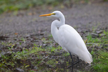 A Great Egret in Costa Rica