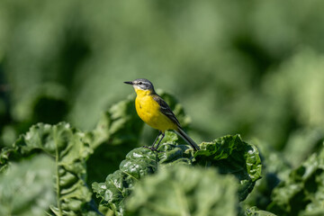 Yellow Wagtail in Grain Field – Motacilla flava on Agricultural Land
