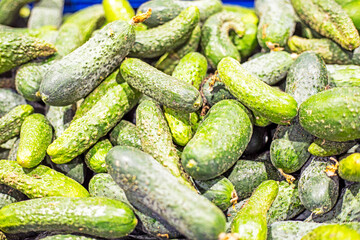 fresh young cucumbers by weight in a container in a supermarket
