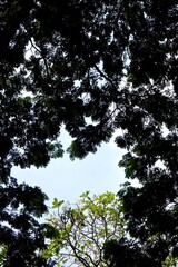 The beautiful view of trees with blue sky and white clouds on a bright morning as a background