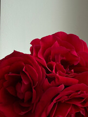 Naklejka premium An exquisite festive composition of three freshly cut lush buds of bright red roses on a soft gradient white-gray background with space for text. Delicate petals whisper of natural beauty.
