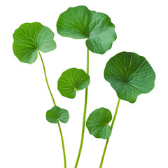 Close up of fresh Centella Asiatica leaves isolated on black background.