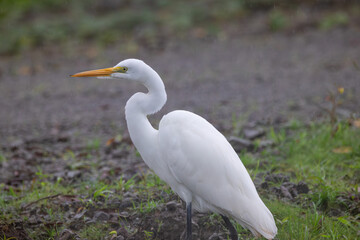 A Great Egret in Costa Rica