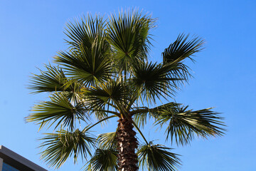 Green palm tree with blue sky.