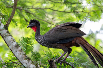 A Crested Guan in Costa Rica