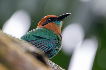 A Broad-billed Motmot in Costa Rica