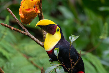 A Yellow-throated Toucan in Costa Rica