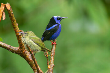 A male Red-legged Honeycreeper in Costa Rica