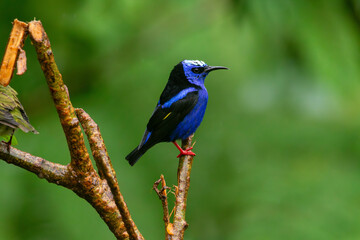 A male Red-legged Honeycreeper in Costa Rica