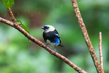 A Golden-hooded Tanager in Costa Rica
