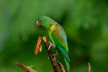 A Orange-chinned Parakeet in Costa Rica