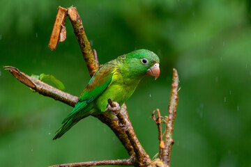 A Orange-chinned Parakeet in Costa Rica