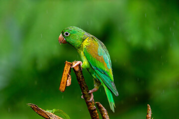 A Orange-chinned Parakeet in Costa Rica