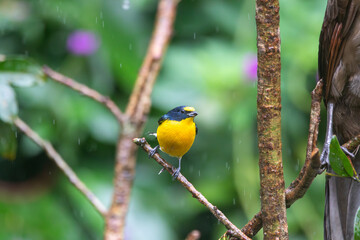 A Yellow-throated Euphonia in Costa Rica