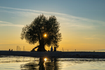 A single willow stands on the bank of Lake Constance, tree is reflected in the waves on the lake,...