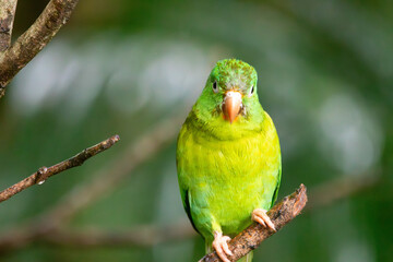 A Orange-chinned Parakeet in Costa Rica
