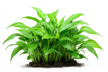 plant in a pot