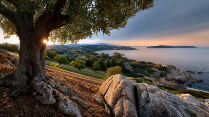 Olive on Coast. Olive groves and traditional harvesting in Mediterranean fields. Capturing the essence of rural life, agriculture, and authentic food production with a sustainable and cultural identit