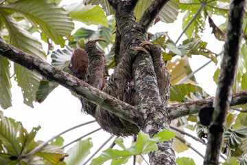 A Brown-throated Three-toed Sloth in Costa Rica