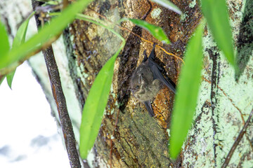 A Greater Sac-winged Bat in Costa Rica