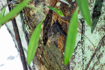 A Greater Sac-winged Bat in Costa Rica