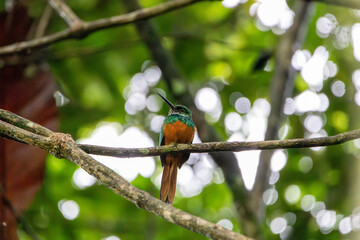 A Rufous-tailed Jacamar in Costa Rica