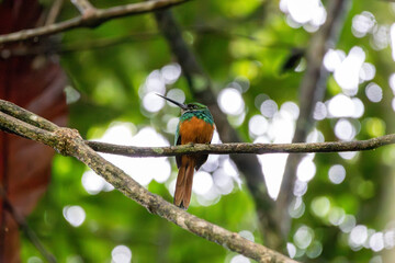 A Rufous-tailed Jacamar in Costa Rica