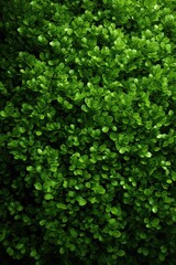 Fototapeta premium Lush green boxwood foliage for garden landscaping and natural decor