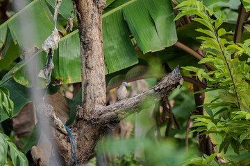 Zebra Dove (Geopelia striata) perched on a tree branch amid lush tropical foliage. Surrounded by...