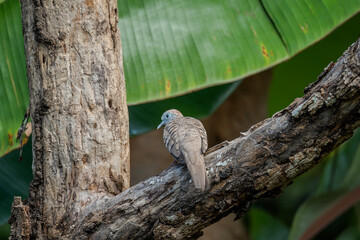 Zebra Dove (Geopelia striata) perched on a tree branch amid lush tropical foliage. Surrounded by banana leaves and dense greenery. Wildlife, biodiversity, birdwatching